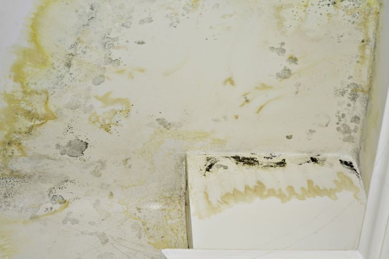 Ceiling Mold Removal in Dallas, TX